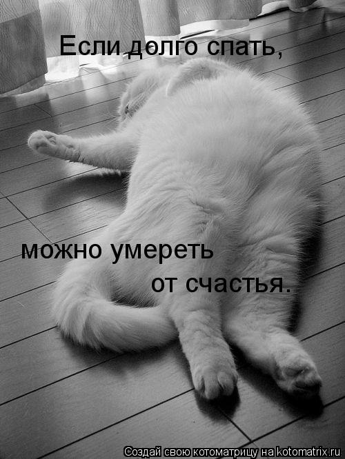 Котоматрица: Если долго спать, можно умереть от счастья.