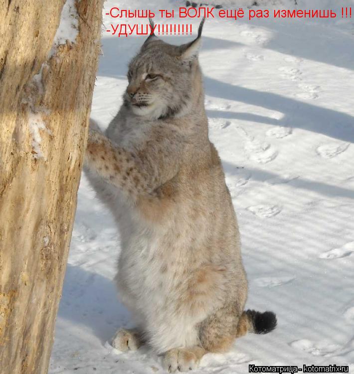-Слышь ты ВОЛК ещё раз изменишь !!! -УДУШУ!!!!!!!!!... Котоматрица: -Слышь ты ВОЛК ещё раз изменишь !!! -УДУШУ!!!!!!!!!