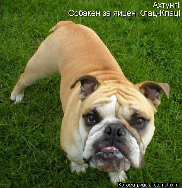 Ахтунг! Собакен за яицен Клац-Клац!... Котоматрица: Ахтунг! Собакен за яицен Клац-Клац!