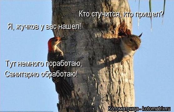 Я, жучков у вас нашел! Тут немного поработаю, Санитарно обработаю! Кто стучится, кто пришел?... Котоматрица: Я, жучков у вас нашел! Тут немного поработаю, Санитарно обработаю! Кто стучится, кто пришел?