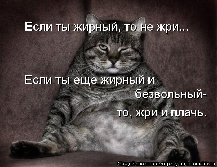 Котоматрица: Если ты жирный, то не жри... Если ты еще жирный и  безвольный- то, жри и плачь.