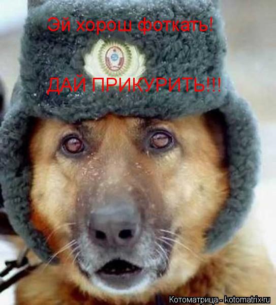 Эй хорош фоткать! ДАЙ ПРИКУРИТЬ!!!... Котоматрица: Эй хорош фоткать! ДАЙ ПРИКУРИТЬ!!!