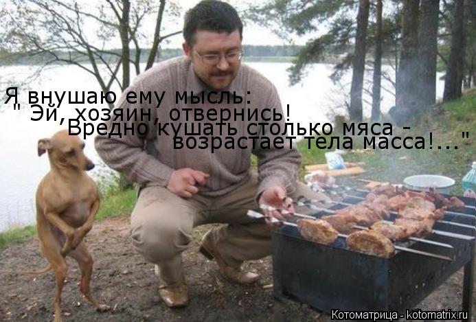 Я внушаю ему мысль: " Эй, хозяин, отвернись! Вредно кушать столько мяса - возрастает тела масса!..."... Котоматрица: Я внушаю ему мысль: " Эй, хозяин, отвернись! Вредно кушать столько мяса - возрастает тела масса!..."