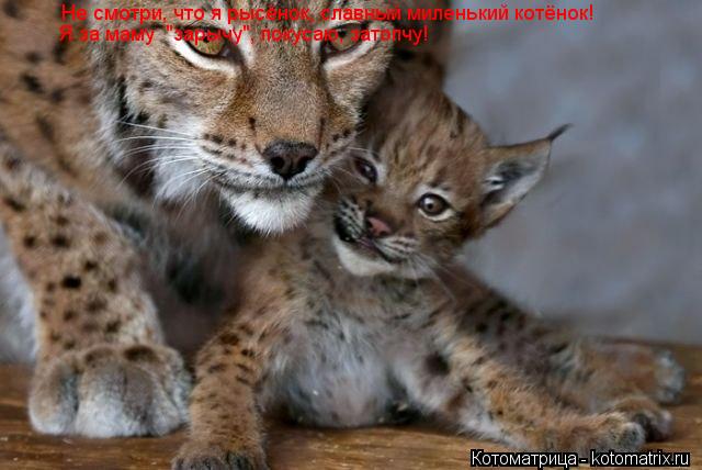 Не смотри, что я рысёнок, славный миленький котёнок! Я за маму "зарычу", покусаю, затопчу!... Котоматрица: Не смотри, что я рысёнок, славный миленький котёнок! Я за маму "зарычу", покусаю, затопчу!