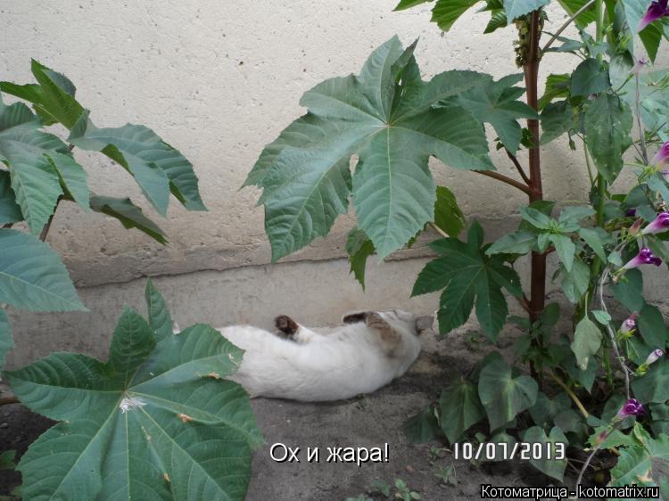 Котоматрица: Ох и жара!