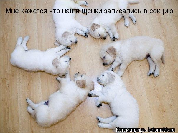 Котоматрица: Мне кажется что наши щенки записались в секцию
