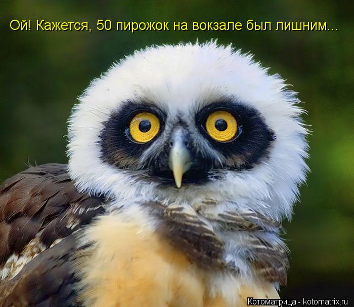 Котоматрица: Ой! Кажется, 50 пирожок на вокзале был лишним...