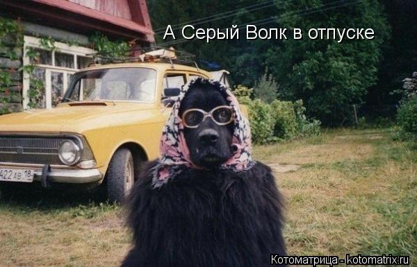 А Серый Волк в отпуске... Котоматрица: А Серый Волк в отпуске