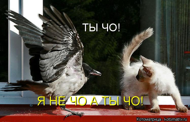 ТЫ ЧО! Я НЕ ЧО А ТЫ ЧО!... Котоматрица: ТЫ ЧО! Я НЕ ЧО А ТЫ ЧО!