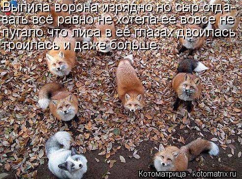 http://kotomatrix.ru/images/lolz/2013/07/10/kotomatritsa_PDT.jpg