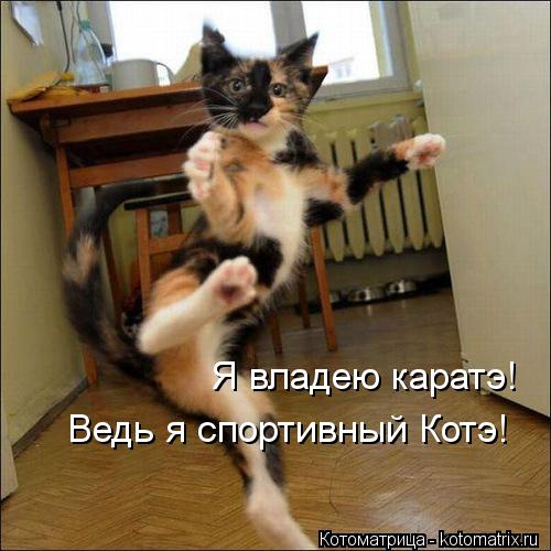 Котоматрица: Я владею каратэ! Ведь я спортивный Котэ!