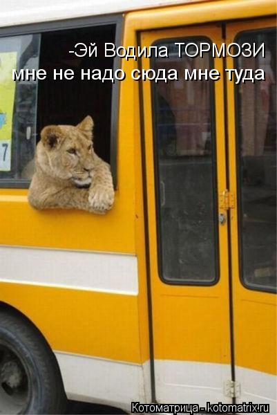 Котоматрица: -Эй Водила ТОРМОЗИ мне не надо сюда мне туда