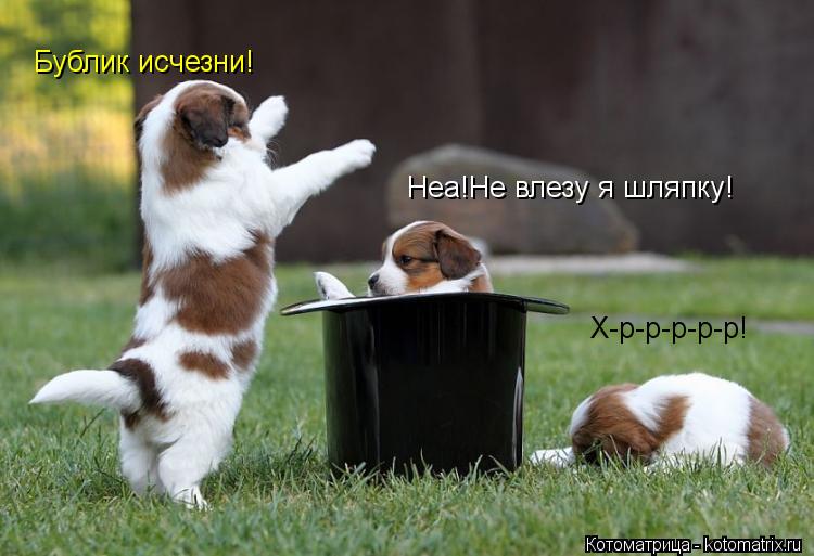 Бублик исчезни! Неа!Не влезу я шляпку! Х-р-р-р-р-р!... Котоматрица: Бублик исчезни! Неа!Не влезу я шляпку! Х-р-р-р-р-р!
