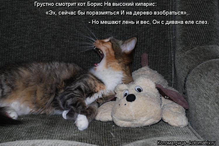 Грустно смотрит кот Борис На высокий кипарис: «Эх, сейчас бы поразмяться И на дерево взобраться»,. ... Котоматрица: Грустно смотрит кот Борис На высокий кипарис: «Эх, сейчас бы поразмяться И на дерево взобраться»,. - Но мешают лень и вес, Он с дивана еле сле