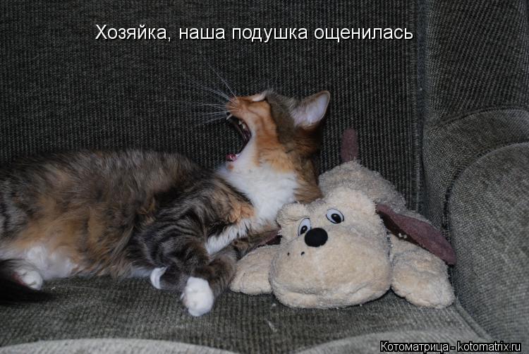 Хозяйка, наша подушка ощенилась... Котоматрица: Хозяйка, наша подушка ощенилась