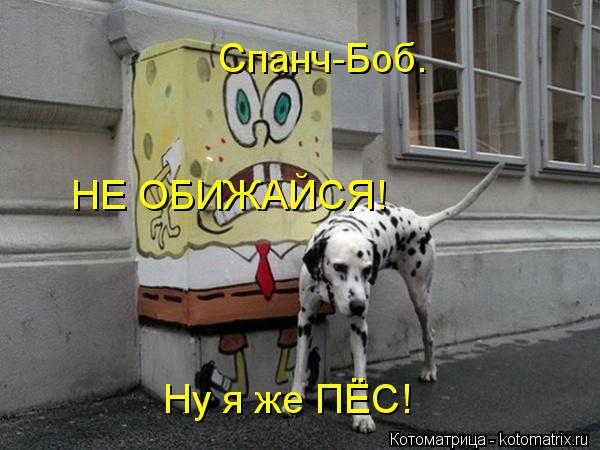 Cпанч-Боб. НЕ ОБИЖАЙСЯ! Ну я же ПЁС!... Котоматрица: Cпанч-Боб. НЕ ОБИЖАЙСЯ! Ну я же ПЁС!