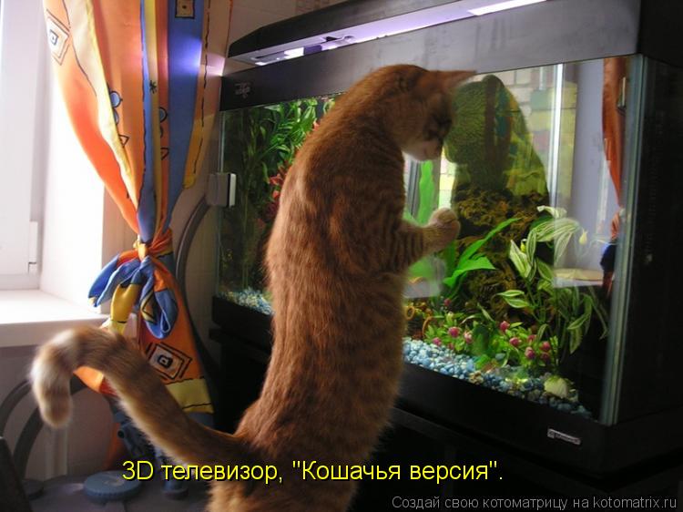 Котоматрица: 3D телевизор, "Кошачья версия".
