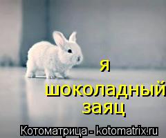Котоматрица: шоколадный я заяц