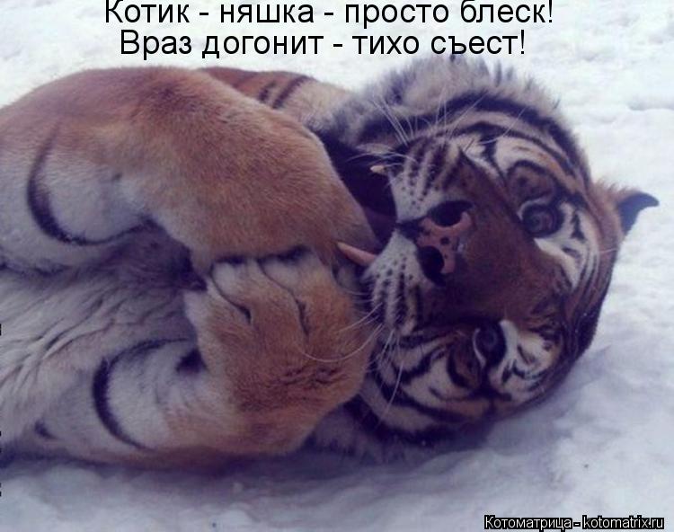 Котик - няшка - просто блеск! Враз догонит - тихо съест!... Котоматрица: Котик - няшка - просто блеск! Враз догонит - тихо съест!