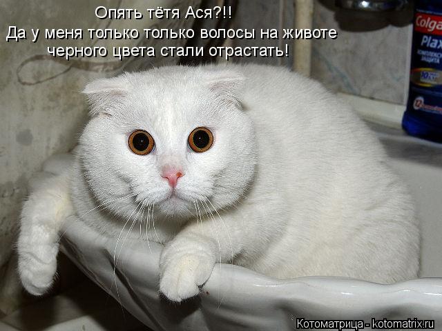 Да у меня только только волосы на животе Опять тётя Ася?!! черного цвета стали отрастать!... Котоматрица: Да у меня только только волосы на животе Опять тётя Ася?!! черного цвета стали отрастать!