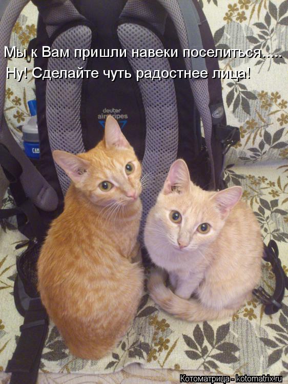 Мы к Вам пришли навеки поселиться..... Ну! Сделайте чуть радостнее лица!... Котоматрица: Мы к Вам пришли навеки поселиться..... Ну! Сделайте чуть радостнее лица!