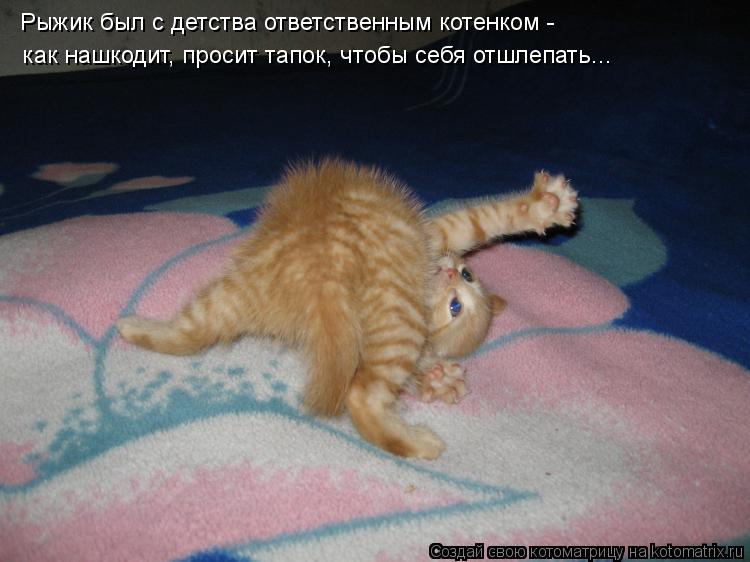 Котоматрица: Рыжик был с детства ответственным котенком - как нашкодит, просит тапок, чтобы себя отшлепать...