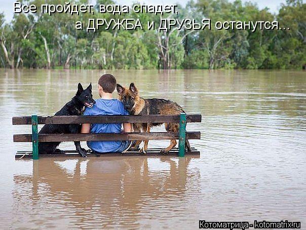 Котоматрица: Все пройдет, вода спадет,  а ДРУЖБА и ДРУЗЬЯ останутся...