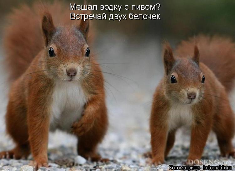 Мешал водку с пивом? Встречай двух белочек... Котоматрица: Мешал водку с пивом? Встречай двух белочек