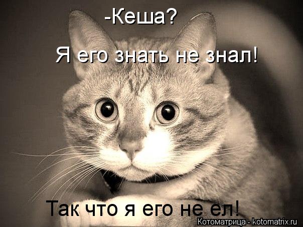 Котоматрица: -Кеша? Я его знать не знал! Так что я его не ел!