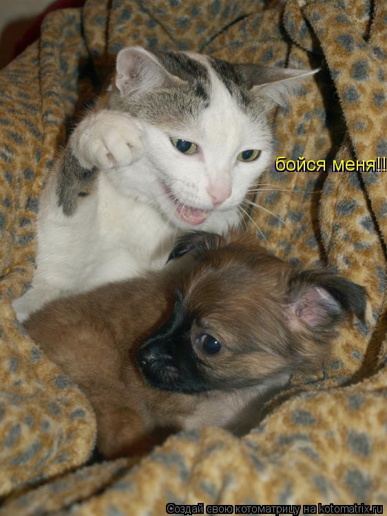Котоматрица: бойся меня!!! бойся меня!!!