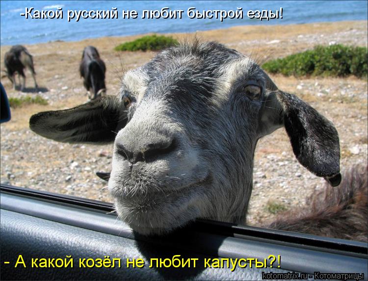 -Какой русский не любит быстрой езды! - А какой козёл не любит капусты?!... Котоматрица: -Какой русский не любит быстрой езды! - А какой козёл не любит капусты?!