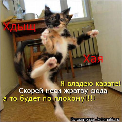 Котоматрица: Я владею карате! Скорей неси жратву сюда а то будет по плохому!!!! Хдыщ   Хая