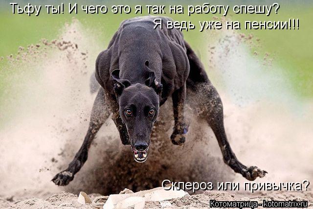 Котоматрица: Тьфу ты! И чего это я так на работу спешу? Я ведь уже на пенсии!!! Склероз или привычка?