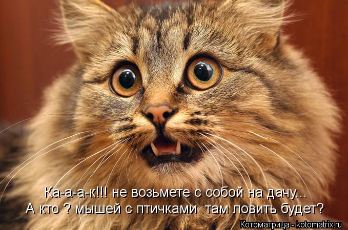 Котоматрица: Ка-а-а-к!!! не возьмете с собой на дачу... А кто ? мышей с птичками  там ловить будет?