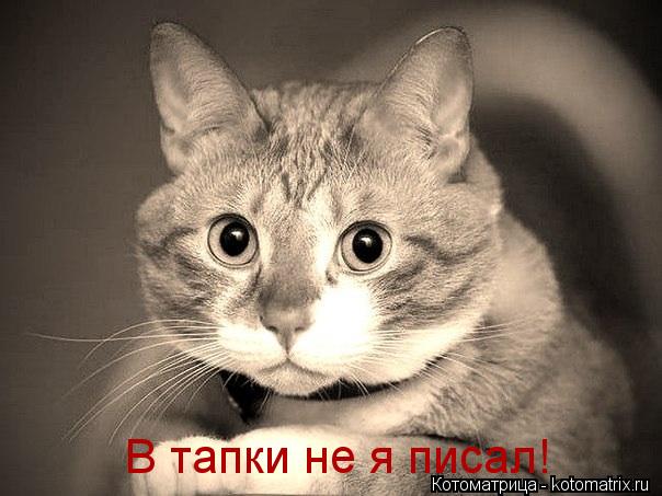 Котоматрица: В тапки не я писал!
