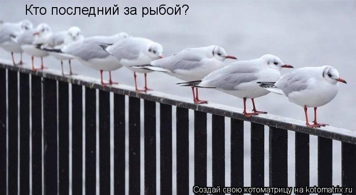 Кто последний за рыбой?... Котоматрица: Кто последний за рыбой?