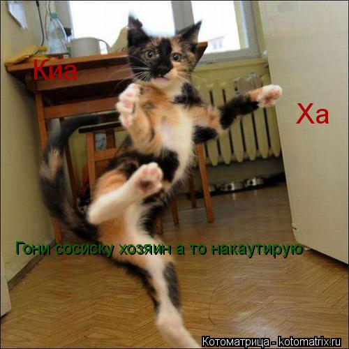 Котоматрица: Киа Ха Гони сосиску хозяин а то накаутирую