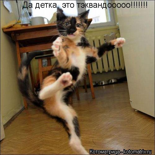 Да детка, это тэквандооооо!!!!!!!... Котоматрица: Да детка, это тэквандооооо!!!!!!!