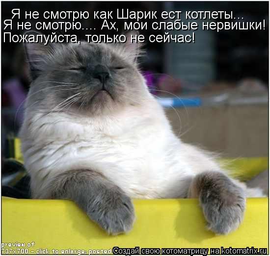 Я не смотрю как Шарик ест котлеты... Я не смотрю.... Ах, мои слабые нервишки! Пожалуйста, только не ... Котоматрица: Я не смотрю как Шарик ест котлеты... Я не смотрю.... Ах, мои слабые нервишки! Пожалуйста, только не сейчас!