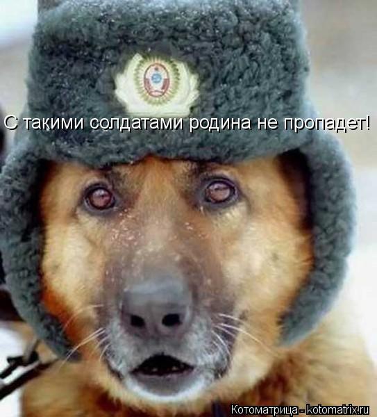 Котоматрица: C такими солдатами родина не пропадет!