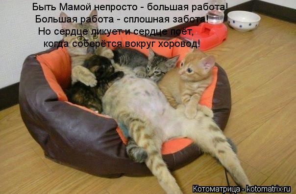 Котоматрица: Быть Мамой непросто - большая работа!  Большая работа - сплошная забота!  Но сердце ликует и сердце поёт,   когда соберётся вокруг хоровод!
