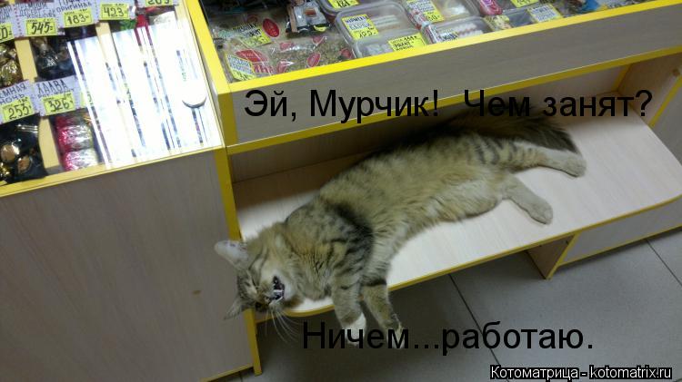 Котоматрица: Ничем...работаю. Эй, Мурчик!  Чем занят?