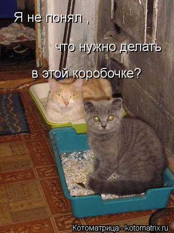 Котоматрица: Я не понял ,  что нужно делать в этой коробочке?