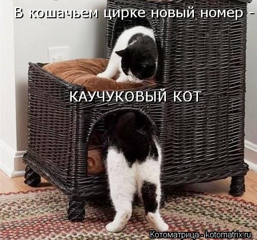 В кошачьем цирке новый номер - КАУЧУКОВЫЙ КОТ... Котоматрица: В кошачьем цирке новый номер - КАУЧУКОВЫЙ КОТ