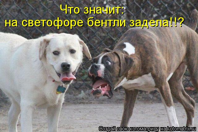 Что значит: на светофоре бентли задела!!?... Котоматрица: Что значит: на светофоре бентли задела!!?