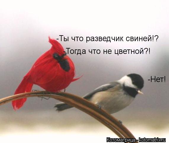 Котоматрица: -Ты что разведчик свиней!? -Нет! -Тогда что не цветной?!