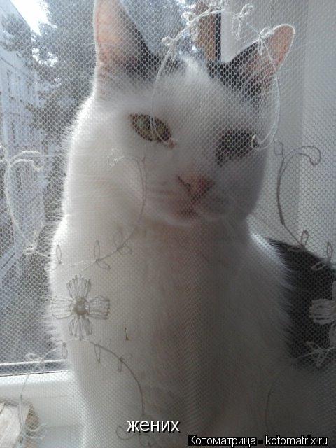 жених... Котоматрица: жених