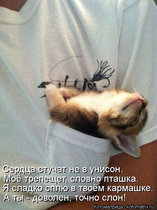 Котоматрица: Я сладко сплю в твоём кармашке. Моё трепещет, словно пташка. Сердца стучат не в унисон. А ты - доволен, точно слон!