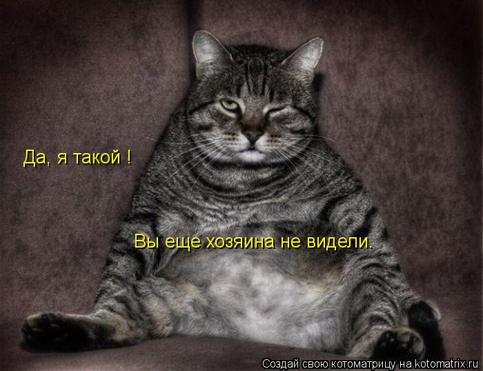 Котоматрица: Да, я такой !  Вы еще хозяина не видели.