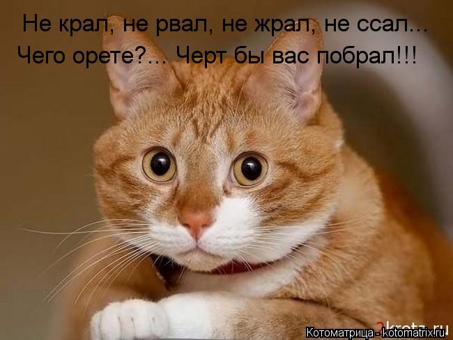 Не крал, не рвал, не жрал, не ссал... Чего орете?... Черт бы вас побрал!!!... Котоматрица: Не крал, не рвал, не жрал, не ссал... Чего орете?... Черт бы вас побрал!!!